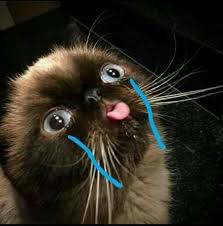 Pin By Tictac Toe On Memes Funny Animal Faces Cute Animals Cat Memes