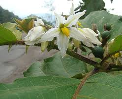 Image result for Solanum chrysotrichum