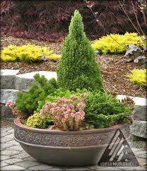If you're growing a spicy jalapeno. Conifers In Containers Iseli Nursery