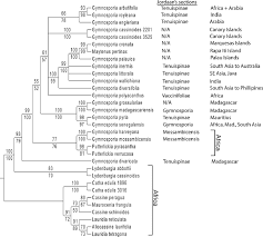 Image result for Gymnosporia tenuispina