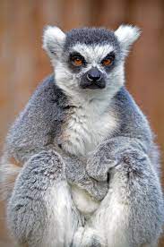 Ring Tailed Lemur Drusillas By Tony Ham On 500px Angry Animals Lemur Animals Beautiful