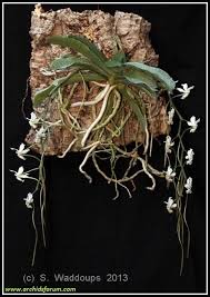 Image result for Aerangis verdickii