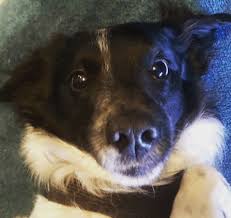 They're vaccinated, microchipped and wo. Border Spaniel Puppies For Sale Online