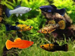 Mollies are one of those most popular fish in the aquarium hobby, and most people have had at one time, at least one of these gentle and attractive live bearers in their fish tank. Assorted Mollies Epond