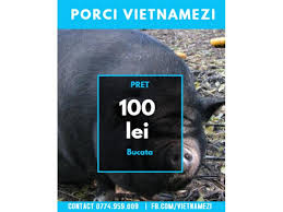 Fiți la curent cu porci de vânzare din județul iași. Vand Purcei Vietnamezi Iasi Anunturili Ro