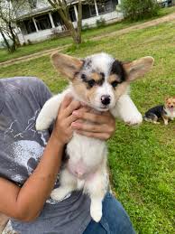 Browse thru our id verified puppy for sale listings to and don't forget the puppyspin tool, which is another fun and fast way to search for puppies for sale near orlando, florida, usa area and dogs. Pembroke Welsh Corgi Puppies For Sale Orlando Fl 326705