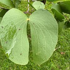 Image result for Colophospermum