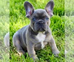 Rare color boy frenchton puppies. View Ad French Bulldog Puppy For Sale Near Oregon Medford Usa Adn 198563
