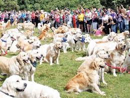 Please read and understand our contract before requesting a puppy. Why India S High And Mighty Like Golden Retrievers The Economic Times
