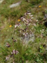 Image result for Chrysochloa hubbardiana