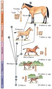Evolution Paleontology Fossil Record Prehistoric Animals Paleontology Extinct Animals