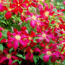 We did not find results for: Buy Clematis Madam Julia Correvon J Parkers