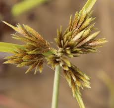 Image result for Cyperus ajax