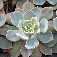 Image result for Senecio subsessilis