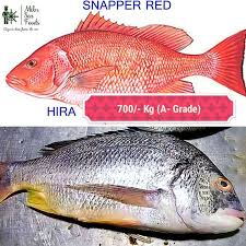 MIKN Seafoods - RED SNAPPER (HEERA)= 700 per Kg Free Delivery ...