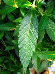 Image result for Turneraceae