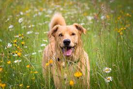 Sh0cking Texas Tragedy — Dog Barking Interrupts Burial A young woman and her loyal dog are presumed d3ad in the devastating floods at a Texas summer camp. The two were placed in