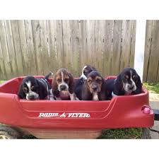 Check spelling or type a new query. Pin By Kaitlin Kittock On In My Future Basset Hound Puppy Hound Puppies Basset Puppies