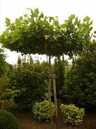 Nbsp Nbsp Platanus Acerifolia Dachform Sternform Platanus Acerifolia Dachspalier Dach Platane Nbsp Nbsp Dachplatane Garten Pflanzen