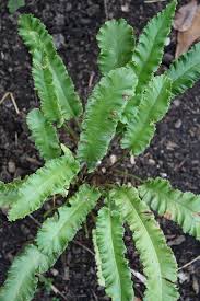 Image result for Asplenium buettneri