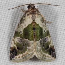 Image result for Millettia sp. B (Fanshawe 8569)