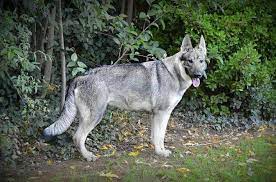 Silver sable german shepherd puppies picture collection. Silver Sable German Shepherd Price Info Petswithlove Us