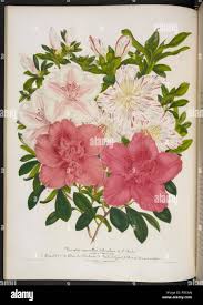 New Indian azaleas. VariÃ©tÃ©s nouvelles dâ€™AzalÃ©es de lâ€™Inde (Azalea  indica) var. 1. Leopold 1ier; 2. Duc de Brabant; . Etoile de Gand; 4. Reine  des panachÃ©es. The Illustrated Bouquet, consisting of figures,