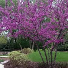 Emerald ash borer wounds ash trees by tunneling areas under the bark. 56 Trees Of Iowa Ideas Iowa Tree Trees To Plant