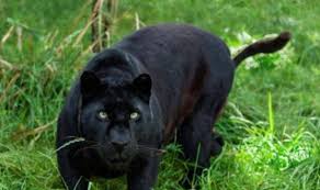 Perhilitan / jabatan perlindungan hidupan liar dan taman negara lokasi kekosongan: Harimau Kumbang Masuk Kampung