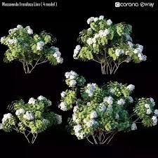 Image result for Mussaenda frondosa