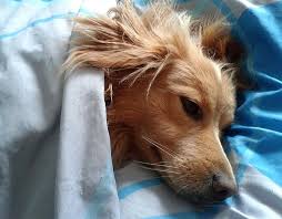 From The Vet 3 Signs Your Dog Has An Ear Infection Dog Training Come Dog Training Sleeping Dogs