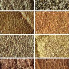 Image result for Monotes elegans