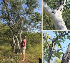 Image result for Commiphora tenuipetiolata