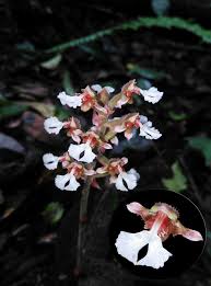 Image result for Sporobolus bechuanicus