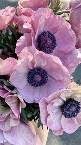 Anemone White Anemone Flower Anemone Flower Flowers For Sale