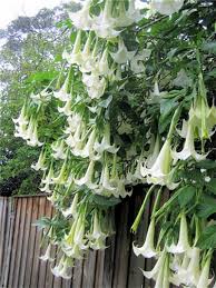 Image result for Aeollanthus suaveolens