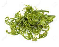 Cara memetik pucuk paku di hutan cara memasak pucuk paku cara membersihkan pucuk paku cara mengenali pucuk paku. Edible Bracken Pucuk Paku Popular Edible Ferns In Asia But Stock Photo Picture And Royalty Free Image Image 14968292