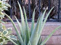 Image result for Aloe veseyi