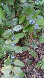 Image result for Lasianthus