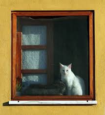 Bird Sitting On Window Sill Meaning How To Make A Cat Window Perch With No Screws Cat Window Perch Cat Window Window Perch