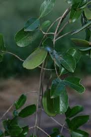 Image result for Hippocratea