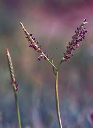 Image result for Paspalum vaginatum