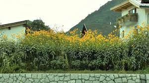 Wir haben uns auf topinambur spezialisiert, bieten knollen und weitere produkte an. Topinambur Helianthus Tuberosus Im Pflanzenlexikon Gartennatur Com