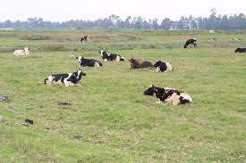 De las 2 215 hectáreas que comprende la superficie de las cinco zonas chinamperas, ubicadas en xochimilco, san gregorio atlapulco, san luis tlaxialtemalco, san pedro tláhuac y san andrés mixquic, 418 hectáreas permanecían activas y. File Gran Ganado Chinampas Xochimilco Jpg Wikipedia