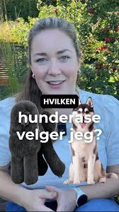 Hvilken hunderase ville jeg valgt? Chihuahua, jack russell terrier, puddel,  irsk ulvehund, golden retriever, eller kanskje husky?, #goldenretriever  #chihuahua #husky #poodle #jackrussellterriers ...