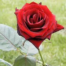 The company also develops an enterprise server edition of rosa which is based on red hat enterprise linux. Rosa Wiktionary