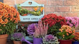 Mulch them and create a microclimate to shelter them from winter winds. Mum A Mia Planting And Caring For Chrysanthemums Visit The Plant Experts At Platt Hill Nursery