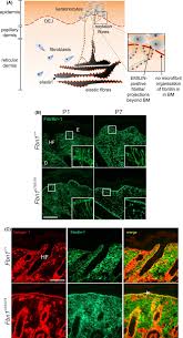 At this time, it will ask your admin password to unlock the keys. The Fibrillin Microfibril Elastic Fibre Network A Critical Extracellular Supramolecular Scaffold To Balance Skin Homoeostasis Adamo 2021 Experimental Dermatology Wiley Online Library