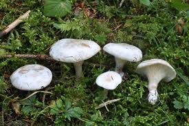 Image result for Clitopilus prunulus
