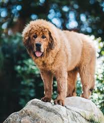 Logan S New Tibetan Mastiff Ginger The Giant Tibetan Mastiff Tibetan Mastiff Puppy Mastiffs